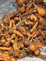 Image/produit/particulier/Caraib'Home Koudadja _115_115_Carottes bio0.jpeg